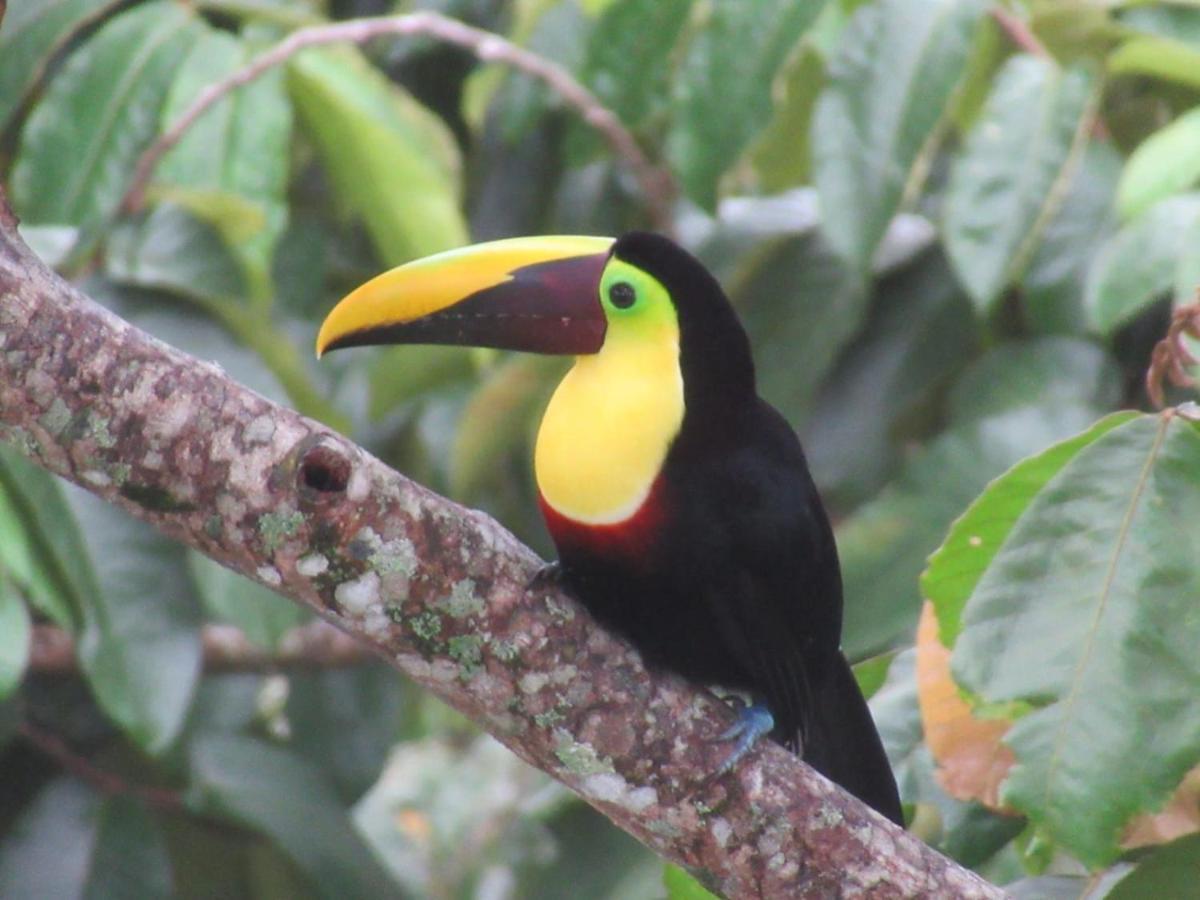 Toucan Lane Hotel And Restaurant Nuevo Arenal Eksteriør bilde